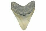 Fossil Megalodon Tooth - North Carolina #358938-1